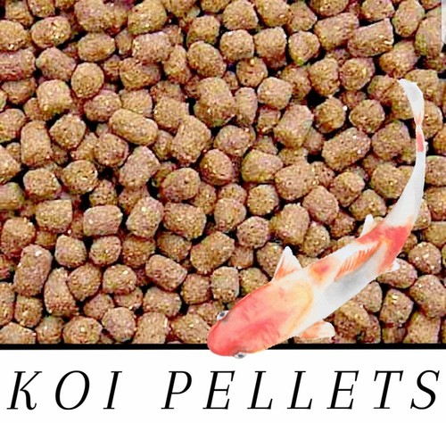 Best koi chiclid goldfish - koi,