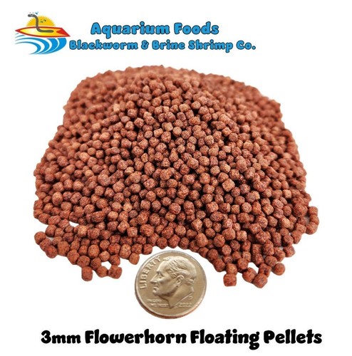 Premium flowerhorn cichlid - premium,